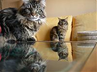     . 

:	mainecoon492.jpg 
:	183 
:	206.5  
ID:	8292