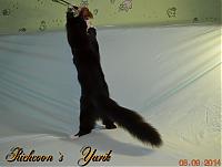     . 

:	Richcoon`s   Yarik 10.jpg 
:	261 
:	44.2  
ID:	92422