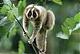   slow loris