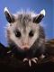   OpossuM